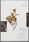 Foto von Salix waldsteiniana Willd.